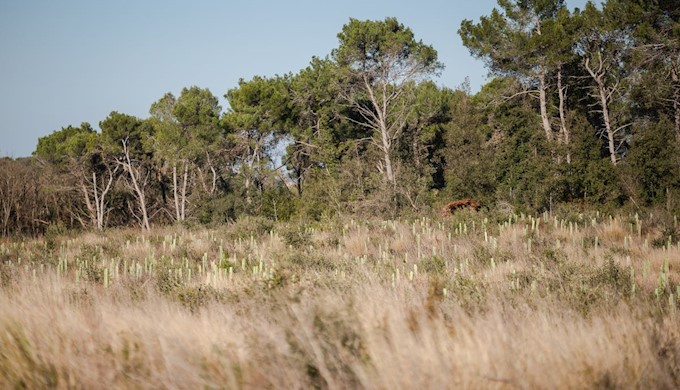 Easy as one, two, tree 1.jpg