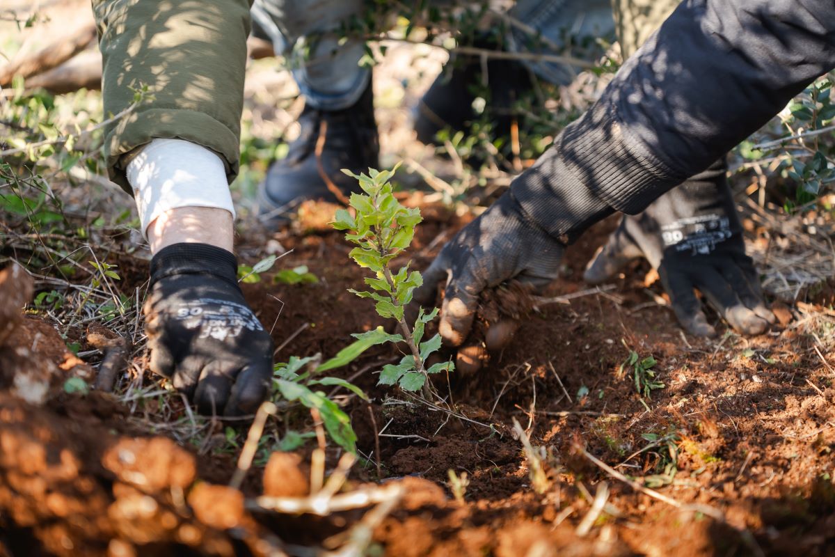 Easy as one, two, tree 2.jpg