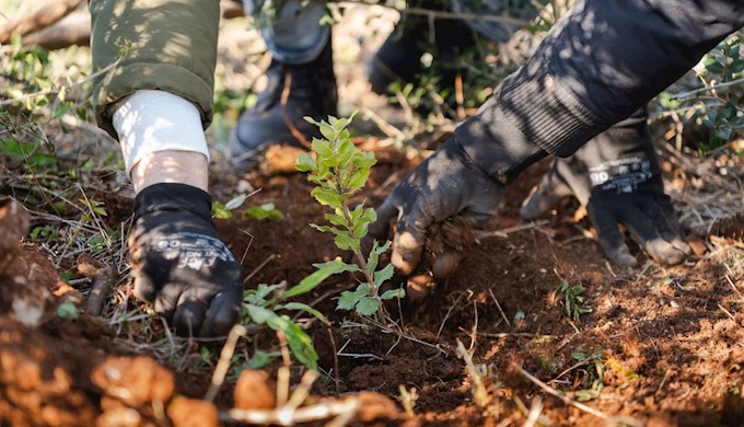 Easy as one, two, tree 2.jpg