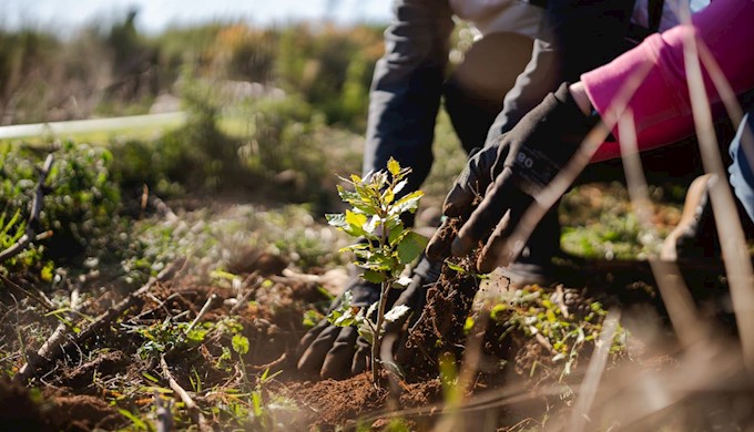 Easy as one, two, tree 3.jpg