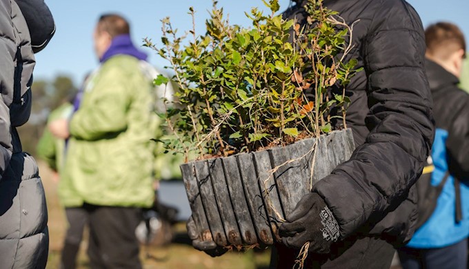 Easy as one, two, tree.jpg