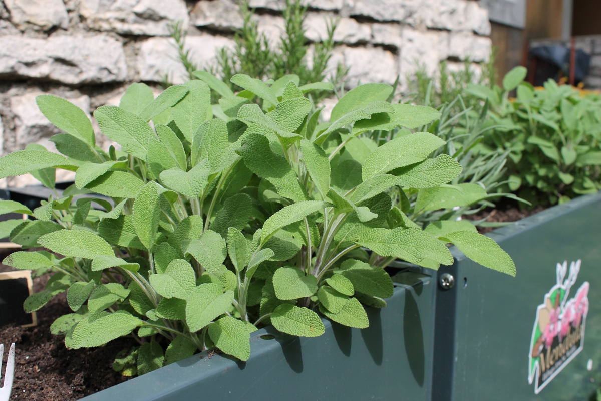 Valamar podržao edukativni projekt o uzgoju začinskog bilja za učenike iz Nedešćine (1).JPG