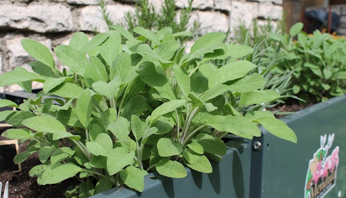 Valamar podržao edukativni projekt o uzgoju začinskog bilja za učenike iz Nedešćine (1).JPG