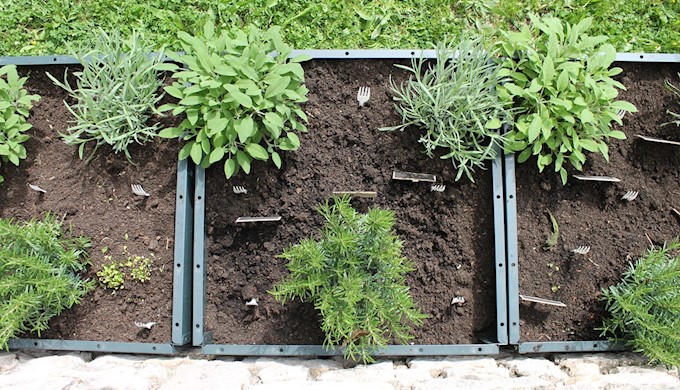 Valamar podržao edukativni projekt o uzgoju začinskog bilja za učenike iz Nedešćine.JPG