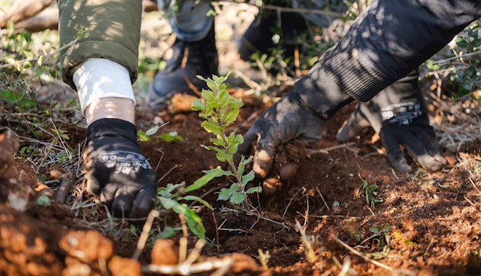 Valamar zajedno s gostima već četiri godine doprinosi pošumljavanju šuma u Hrvatskoj.jpg