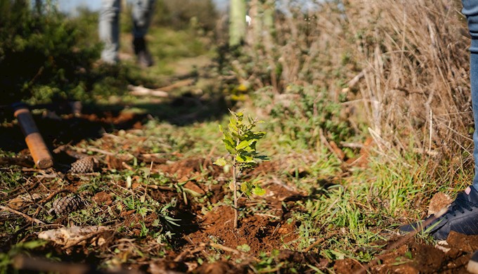 Valamar zajedno s gostima već četiri godine doprinosi pošumljavanju šuma u Hrvatskoj__.jpg