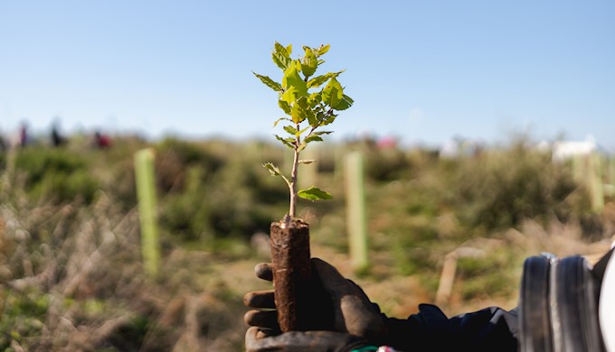 Valamar zajedno s gostima već četiri godine doprinosi pošumljavanju šuma u Hrvatskoj_.jpg