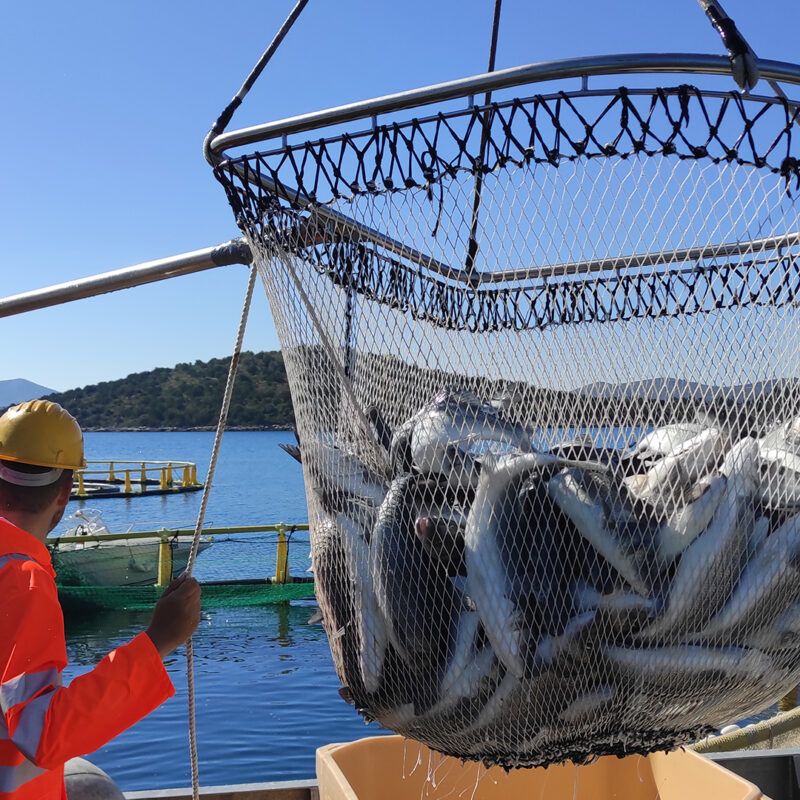 Valfresco Direkt dostavlja svježu Marfish ribu