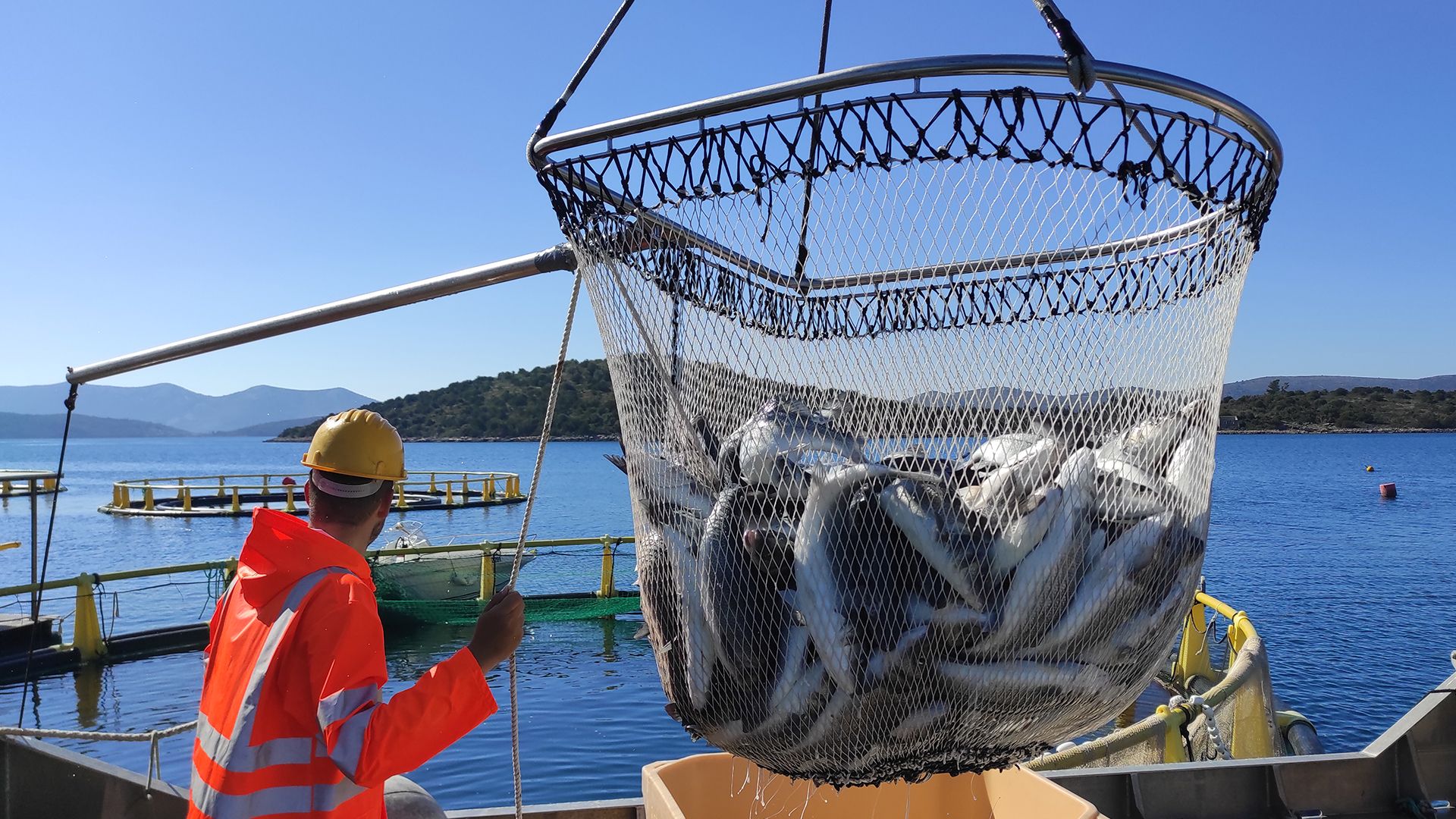 Valfresco Direkt dostavlja svježu Marfish ribu